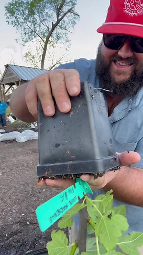 59K views · 1.1K reactions | Growing Container Fig Trees! | Texas Garden Guy | Facebook