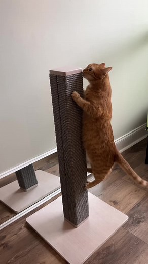 Cat Gym Workout: Smart Cat Toys for Exercise