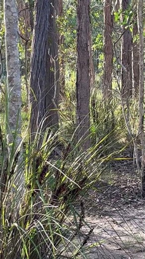 Kelpie Couldn’t Care Less. #kangaroo #panting #dog #dam #relaxing
