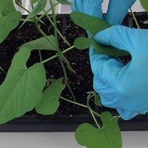 Video: The Infiltration-centrifugation Technique for Extraction of Apoplastic Fluid from Plant Leaves Using Phaseolus vulgaris as an Example