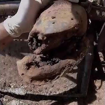 How to Remove Mango Worms and Hoof Rot from Your Cow | Step-by-Step Guide