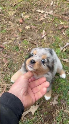 Mini Aussie Puppy Tinker Bell is 6 Weeks Old