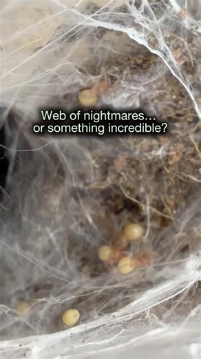 The baby tarantulas are leaving the burrow!