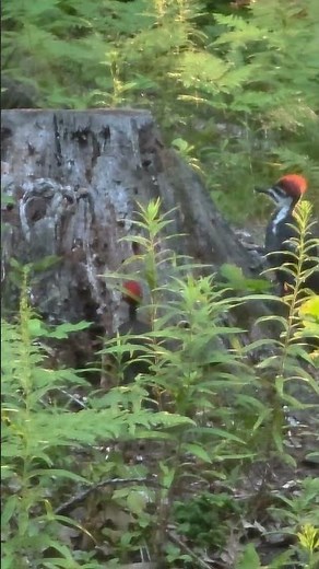 Pileated woodpecker pair spotted in Glen Arbor