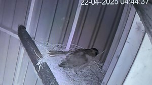 9.4K views · 140 reactions | We don’t do any artificial propagation...