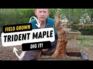 Field growing - Digging a trident maple