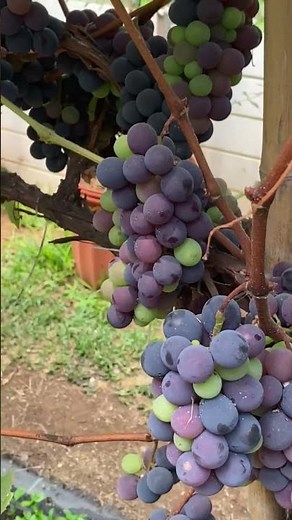 VITIS VIDOR-CORTO 4 DE A. SOTO. UVA ISABELLA CLON ITALIA -1