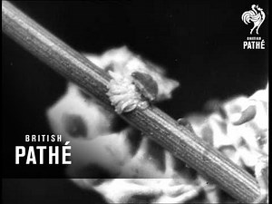 The Glow Worm (1940-1949)