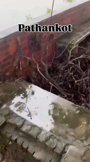 Pathankot | ਪਠਾਨਕੋਟ  on Instagram: "ਬਾਰੀਸ਼ ਤੋਂ ਬਾਦ ਪਠਾਨਕੋਟ ਦੇ ਪਿੰਡ ਚੱਕ ਧਾਰੀਵਾਲ ਦੇ ਖੇਤਾਂ ਦਾ ਹਾਲ। . . #pathankot #pathankotnews #pathankotupdate #pathankotdiaries #pathankotcity #pathankot_the_dream_city❤️ #pathankotupdate #pathankot"