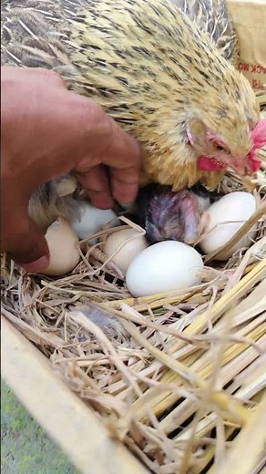Chicken Egg Hatching for Beginners Start to Finish in 21 Days