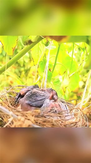 Baby Bird Shows Unique Behavior of Vomiting