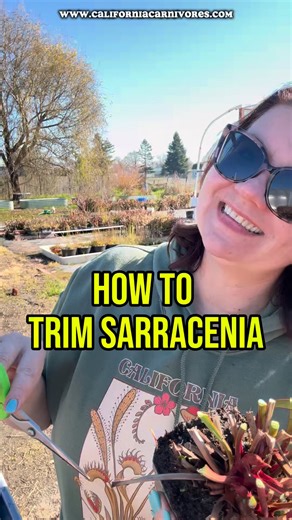 How and when should Sarracenia get trimmed?? Winter dormancy is here and most of the pitchers have died back, these plants look rough! But is it the right time to cut off the old pitchers and how closely should they be cut?! Let’s do it together! www.CaliforniaCarnivores.com #gardeningislife #pitcherplant #californiacarnivores #plantsmakemehappy #CarnivorousPlants | California Carnivores
