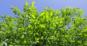 green foliage and new walnut fruits in spring, close-up of a walnut tree branch with small nuts