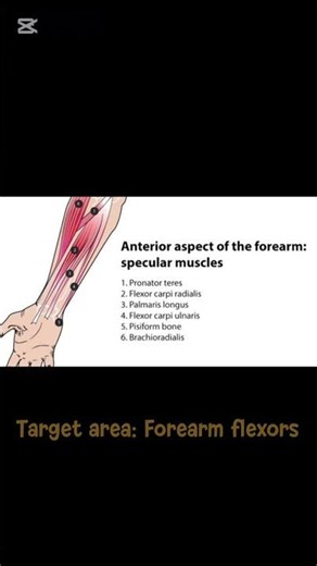 Day 28 – Hidden overload point (forearms)#forearms #selfmassage,#ballmassage