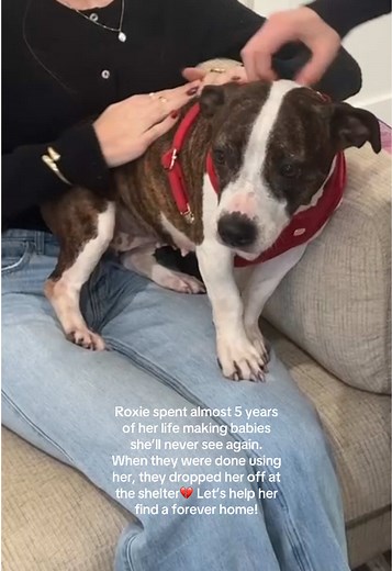 Our girl Roxie, miniature bull terrier, is so deserving of a second chance in a loving home!🥹 If you are interested in adopting Roxie, please complete the application on www.goodtailsrescue.org!