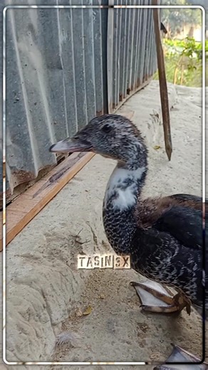 Comment For New Video 😔