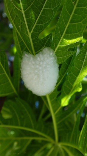 No destruyas estas pupas de Braconidae insectos controladores de plagas #jardin #plantas #insectos | Frutas y Plantas Exóticas
