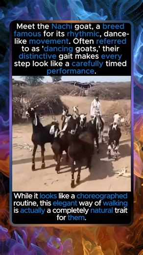 The Dancing Goats of Pakistan #shorts