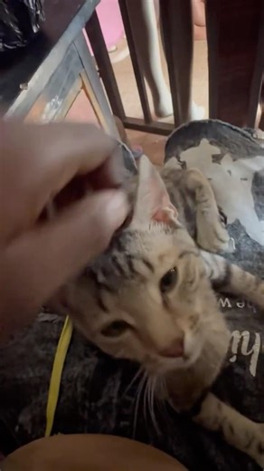 My Tabby Cat's Ultimate Relaxation Session 😴🐾" When Your Cat Just Wants to Be Pet Forever