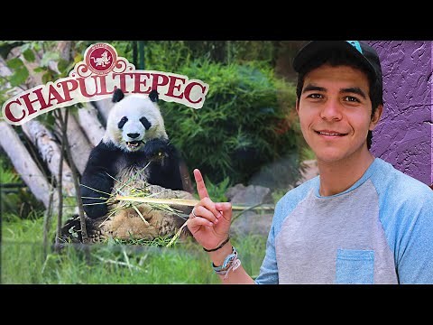 Así es el Zoológico de Chapultepec 🐼 | El zoo más antiguo e importante de México! (gratis en CDMX)