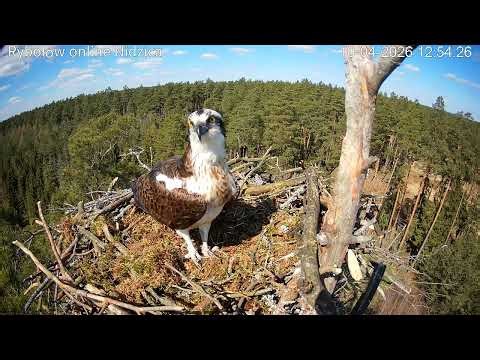 Nidek widziany ostatni raz na gnieździe / Nidek last seen on the nest