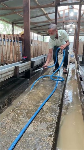 Maintaining a Clean Duck Coop for Maximum Egg Production