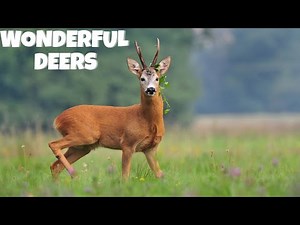 Wonderful Deer Facts for Kids 🦌✨ Fun Animal Learning Video