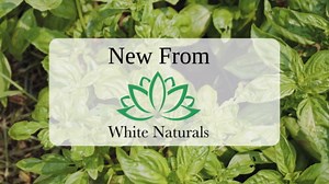 Basil Essential Oil,100% Pure & Natura, Therapeutic Grade Basil Oil for Aromatherapy, Great for Skin, Massage, Diffuser Candle & Soap Making, Plant Therapy 1 oz Bottle with Dropper