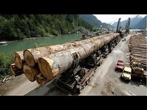 From Tree Removal to Timber Production, Professional Logging Techniques & Industrial Wood Processing
