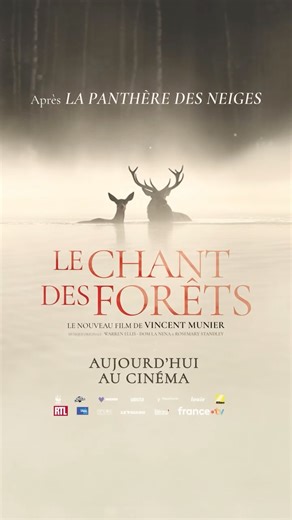 Citizen 7 | Impact agency on Instagram: "📣 SORTIE NATIONALE 🌲🦌 Le magnifique documentaire Le Chant des Forêts de @vincent_munier_photographer est en salledans près de 300 salles 🍿 💡 Un kit de projection-débat est à disposition (lien en bio), n’hésitez pas à le télécharger. 📍 Retrouvez la programmation en story ! 🌿 Vous êtes engagé·e pour la préservation de la forêt et de la biodiversité ? 👉 Contactez @hautetcourt et @citizen7_ pour organiser une **projection-débat** dans votre ville. 🎥