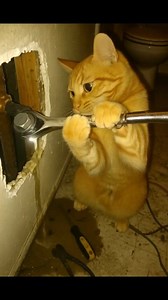 “When Your Cat Decides to Fix the Pipes 🐱🔧🚰” #PlumberCat #HandyCat #CatAtWork #FunnyCats #DIYCat #CatLife #CatsOfInstagram #PurrfectPlumber #CuteCats #CatComedy | Iram Mulla