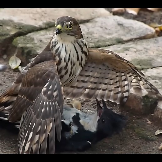 21K views · 490 reactions | Hawk Tries to Kill Cuckoo Bird #birds #bird #nature #birdsofinstagram #wildlife #birdphotography #naturephotography #wildlifephotography #photography #birdwatching #birdlovers #birding #animals #naturelovers #best #of #love #birdstagram #ig #parrots #photooftheday #captures #art #canon #aves #nikon #perfection #parrot #animal #birdlife | Bird world | Facebook