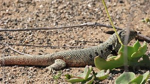 Natural behavior of Desert lizard among flowers during the flowering season in the Atacama desert. Liolaemus nigromaculatus.