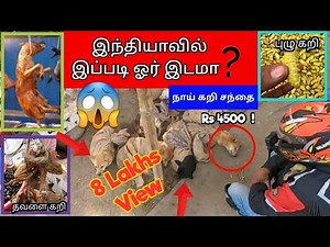 🐕 Meat Rs 4500 😱| Dog Meat Market| நாய் கறி சந்தை| Full Demand 😋| Nagaland 🇮🇳