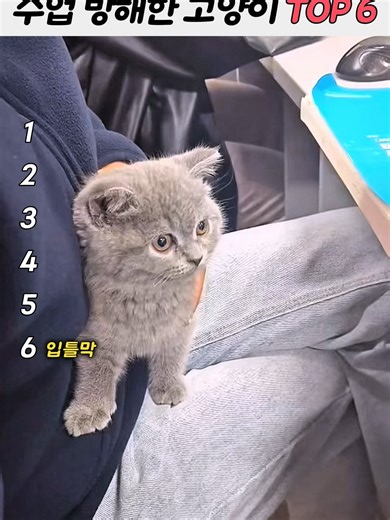 고양이 수업 방해 TOP6 모음