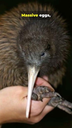 7 Kiwi Facts You’ll Quote in 30s!