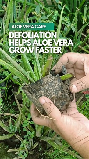 Regular defoliation helps Aloe vera grow bigger faster