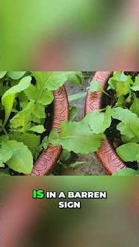 Lunar Gardening: Plant Radishes by the Moon!