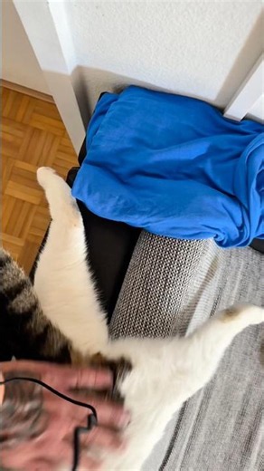 The Ultimate Butt Scratch Position 😂🐈
