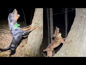 Southern Ohio Coon Hunting! Black & Tans & Redbones!!! (They ALL had the MEAT!!!)
