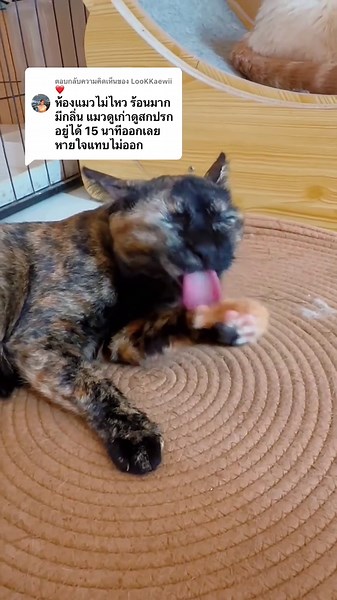 ตอบกลับ @LooKKaewii ❤️ ขอโทษจริงๆนะคะ ถ้าน้องๆดูเก่า ดูสกรปก 🥹🙏 ที่ร้านรับน้องๆมาเลี้ยงจากหลายที่ บางตัวเคยเป็นน้องจร บางตัวพิการทางสมอง เราเลยตั้งใจดูแลเขาให้ดีที่สุดเท่าที่กำลังของเราจะทำได้ค่ะ ไม่ว่าน้องจะเป็นยังไงเราก็ไม่อยากทิ้งเขา ช่วงนี้อากาศร้อนมากจริงๆค่ะ ทางร้านเปิดแอร์ 16 องศา   พัดลมอีก 2 ตัวแล้ว แต่บางวันก็ยังเอาไม่ค่อยอยู่ ทำให้ห้องอาจจะร้อนไปบ้าง เรื่องความสะอาด เรามีส่งอาบน้ำตัดขนทุกเดือนนะคะ ตัวละประมาณ 400–500 บาท รวมๆแล้วเดือนนึงไม่ต่ำกว่า5-6 พันบาทเลย ซึ่งบอกตรงๆว่าห้องแมวข