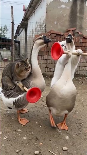 Two Kittens on Geese Fight with Toilet Plungers! 🐱🦢💥 #catvideos #cat #cute