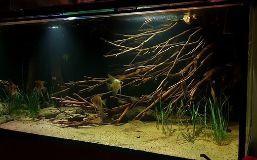 南美缸不会造景？试试——鹿角枝，黄梨枝，泰国枝，杜鹃枝条