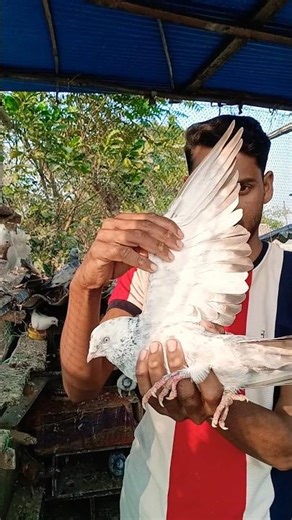 Purano kalekson sokkorun😱😱🏠#pigeon #shots #kabutar #like #shere #viral