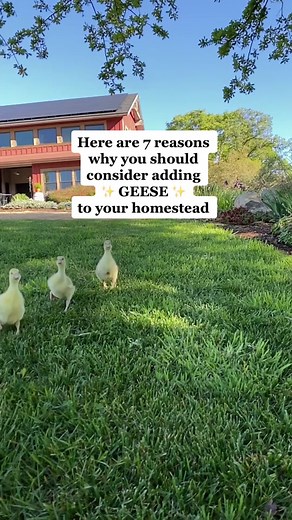 7 Reasons to Consider Adding Geese to Your Land