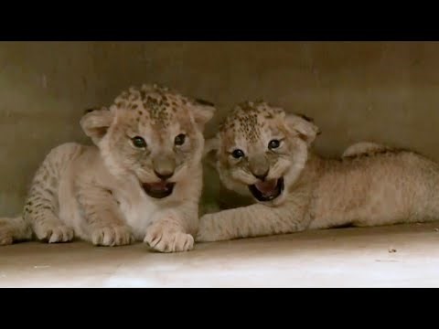 Nearly Extinct Species of Lion Cubs Born at Zoo