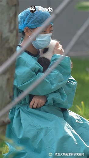 124K views · 10K reactions | This is definitely the hidden benefit of the job. You can cuddle and rub so many baby pandas during work time. #panda #cute #HiPanda #ChengduPandaBase #PandaMoment #PandaFun For more panda information, please check out: https://en.ipanda.com | iPanda | Facebook