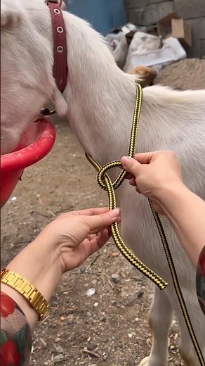 Popular uses of the Bowline knot for tying goats