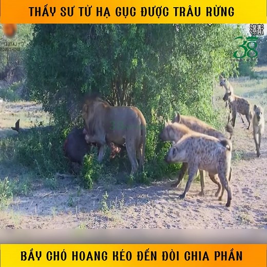 155K views · 1.1K reactions | Thấy sư tử hạ gục được trâu rừng bầy chó hoang kéo đến đòi chia phần ©️ Nội dung được sản xuất bởi 38 Network #review #reviewdongvat #hoangda | Minh Tâm Review 38 | Facebook
