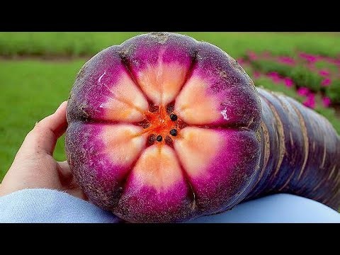 World’s Most Gigantic Vegetables That Shocked Everyone!